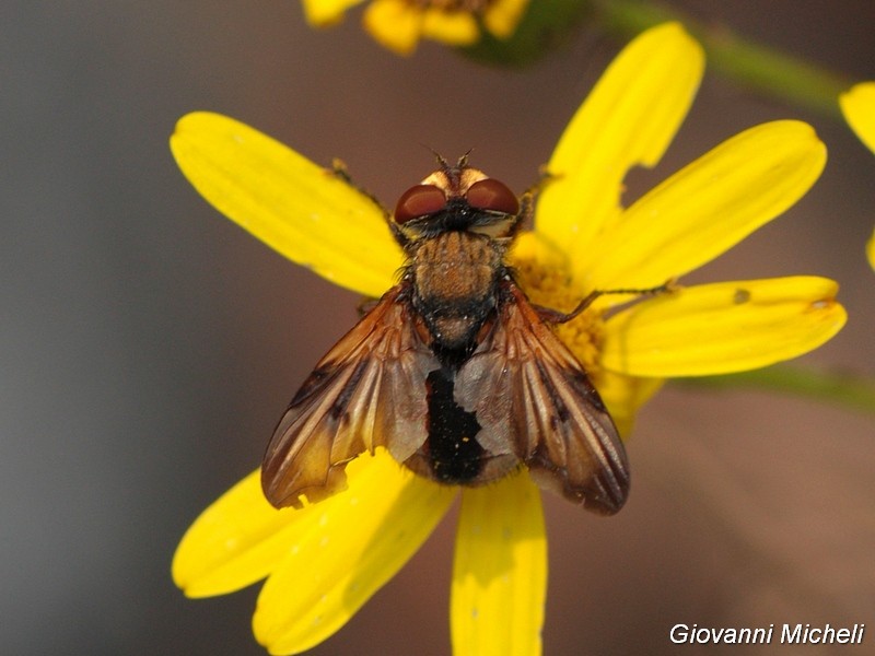 Ectophasia crassipennis